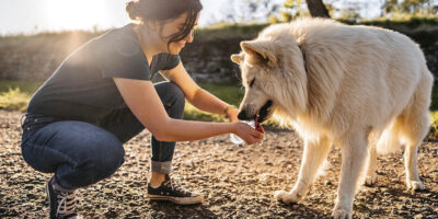 Cuánto cobrar por cuidar un perro durante una semana: Guía de precios para paseadores y cuidadores de mascotas