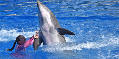 Cuánto gana un entrenador de delfines en España: Salarios y beneficios