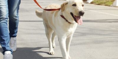 ¿Cuánto se cobra por pasear perros? Descubre cómo monetizar tu pasión por los peludos