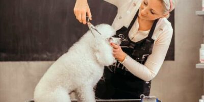 Descubre cuánto cobra un peluquero canino y cómo puede beneficiar a tu mascota