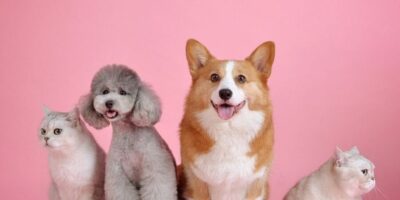 Descubre cuánto se cobra por pasear perros en España: una guía completa sobre los honorarios y tarifas